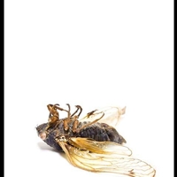 Cicada bug lying on it's back